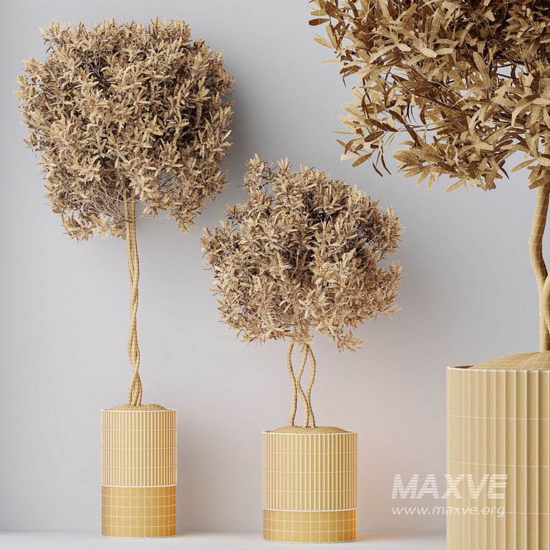 HousePlants Mission Kalamata Leccino Arbequina Wilsonii Chemlali Olive Set 37 - Image 5