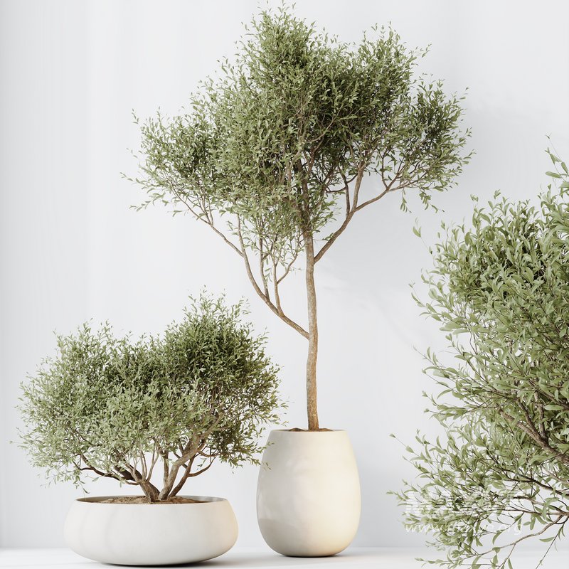 Indoor plant set 66 - Image 3