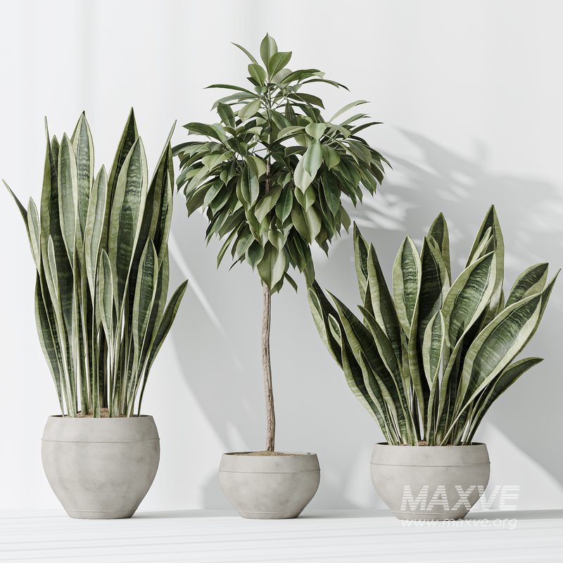 Indoor plants set 82 Ficus Cyathistipula and Green Sansevieria and Wilsonii Chemlali Olive - Image 4