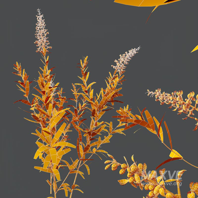 HQ Plants Linaria Vulgaris Yellow Toadflax - Image 3