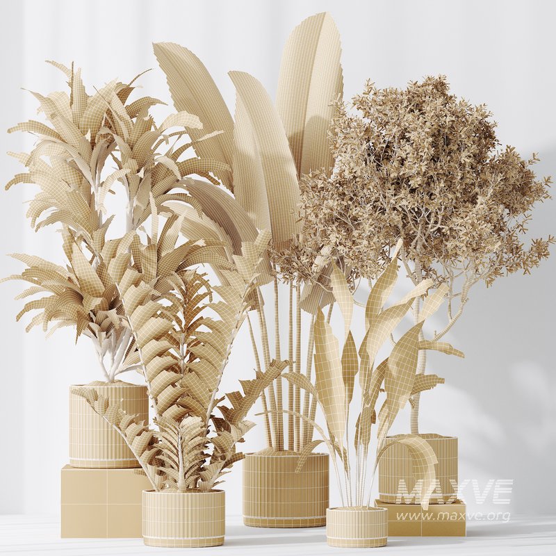 Indoor plants set 78 Chemlali Olive and ParadiseBird and Dracaena - Image 5