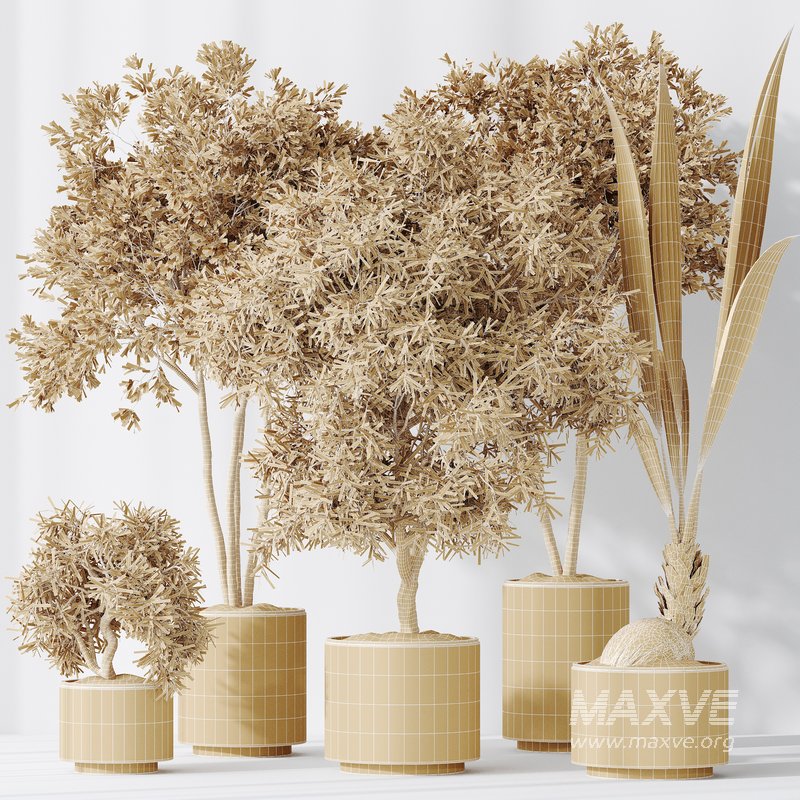 Indoor plants set 92 Mission Leccino Arbequina Olive and Genus Cocos Coconut Palm - Image 5