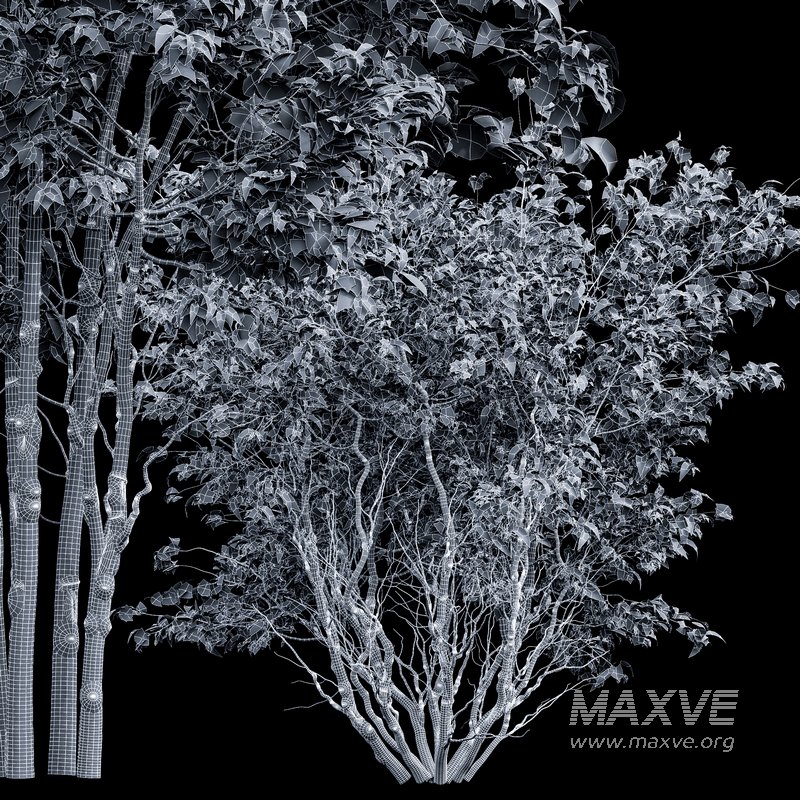 Amelanchier lamarckii Bush - Image 8