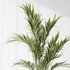 Indoor plants set 83 Areca Majesty Palm and ParadiseBird and Chemlali Olive and Elegant Monstera - Thumbnail 4