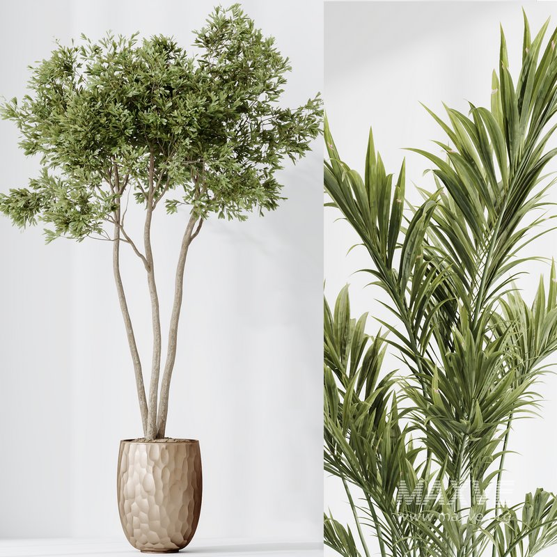 Indoor plants set 72 Majesty Cat Reed Palm Ficus Moclame Indian Laurel Kalamata Wilsonii Chemlali Olive - Image 7