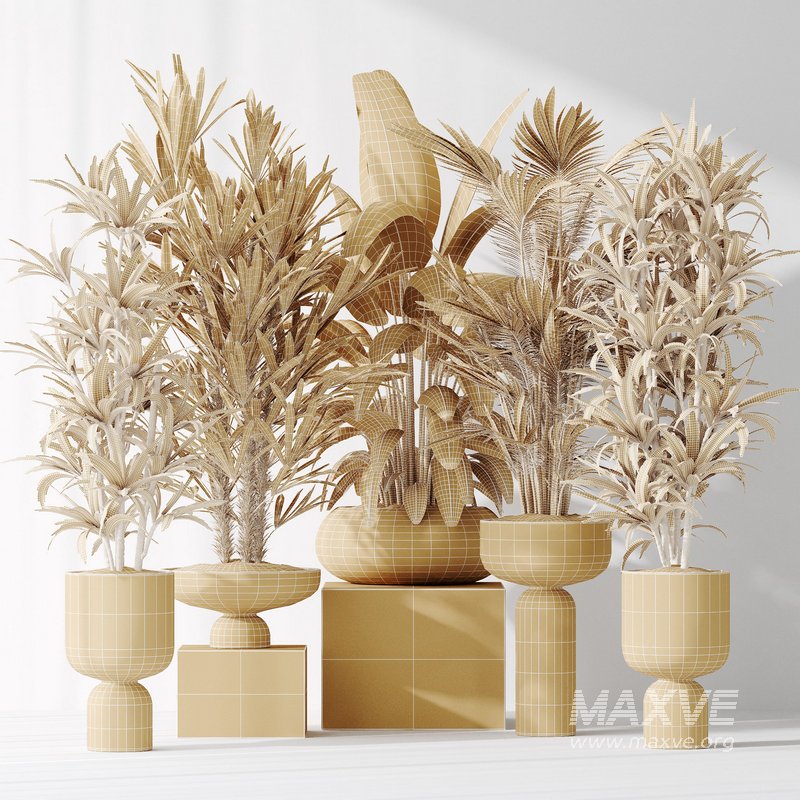 Indoor plants set 81 Areca Majesty and Rhapis Lady Palm and Lemon Lime Cane Dragon and ParadiseBird - Image 6