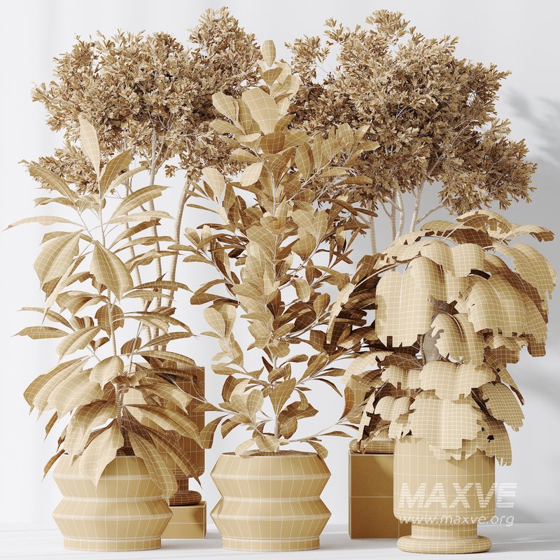 Indoor plants set 76 Wilsonii Chemlali Olive and Elegant Monstera and Ficus Microcarpa - Image 5