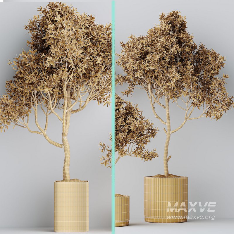 Indoor plants set 80 Mission Kalamata Leccino Arbequina Wilsonii Chemlali Olive - Image 5