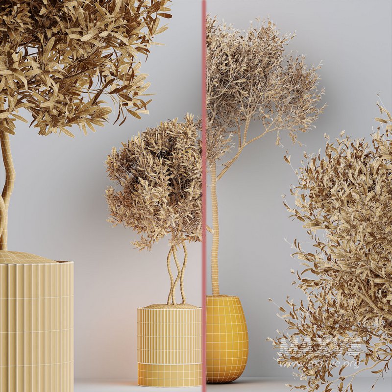 Indoor plants set 89 Arbequina Wilsonii Chemlali Olive Set - Image 5