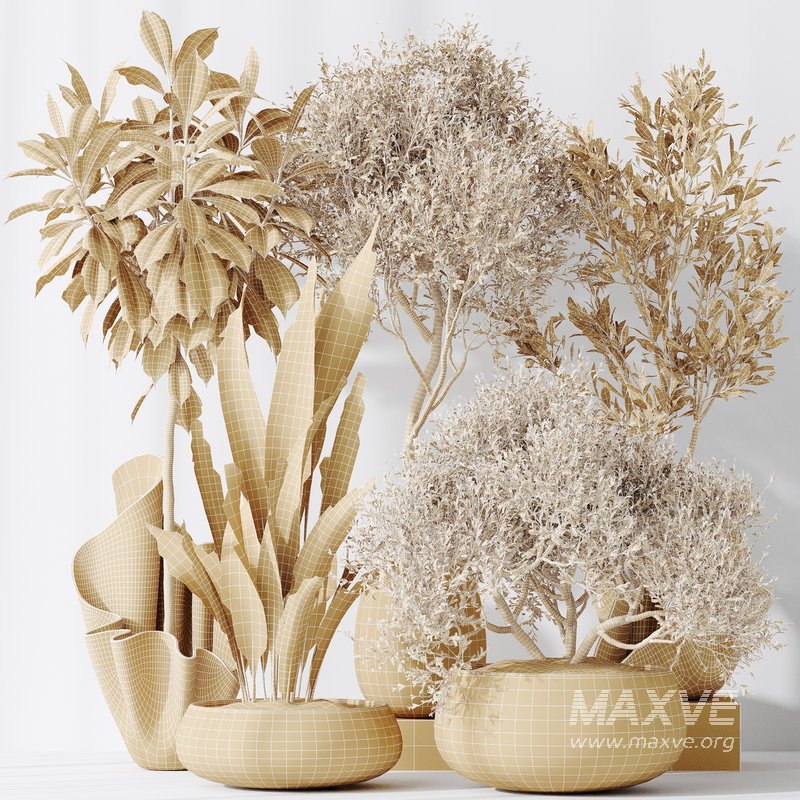 Indoor plants set 86 Mission Kalamata Olive and Ficus African Fig and Aspidistra Elatior - Image 4