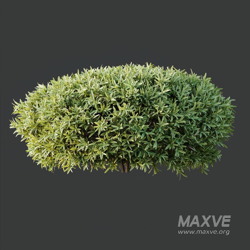 Phillyrea Angustifolia Rosemarinifolia and Oleander Laurier Kaner Rose - Image 4