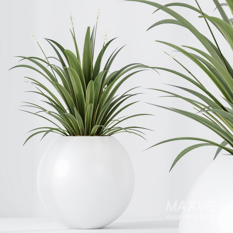 indoor plants set 96 Strelitzia Reginae Nicolai and Mountain Kentia Palm - Image 4