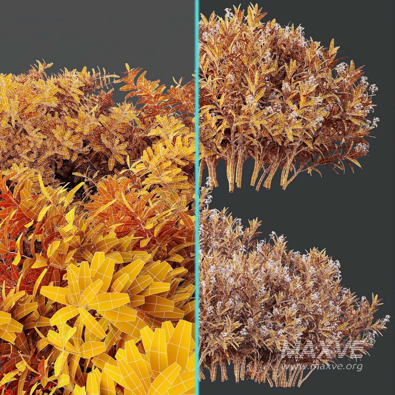 Phillyrea Angustifolia Rosemarinifolia and Oleander Laurier Kaner Rose Pink - Image 5