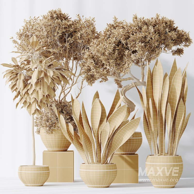 Indoor plants set 82 Ficus Cyathistipula and Green Sansevieria and Wilsonii Chemlali Olive - Image 2