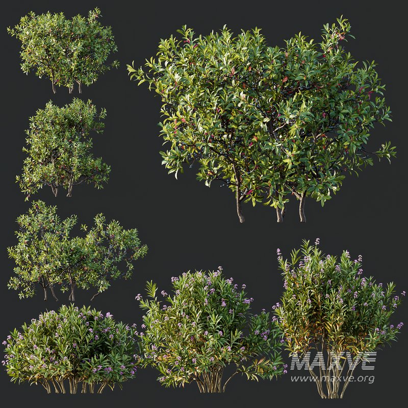 Nerium Kaner Rose Pink and Morella Bayberry Candleberry Northern Fruit - Image 5