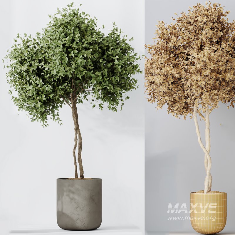 Indoor plants set 90 Mission Kalamata Leccino Arbequina Wilsonii Chemlali Olive - Image 3