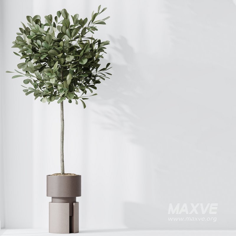 Indoor plants set 74 Ficus Microcarpa Indian Laurel and Ficus Cyathistipula African Fig and Aspidistra Elatior and ParadiseBird - Image 5