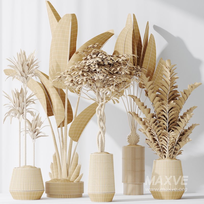 Indoor plants set 77 Bird Of ParadiseBird and Schefflera Arboricola and Warneckii Lemon and Zamioculcas Zamiifolia - Image 6