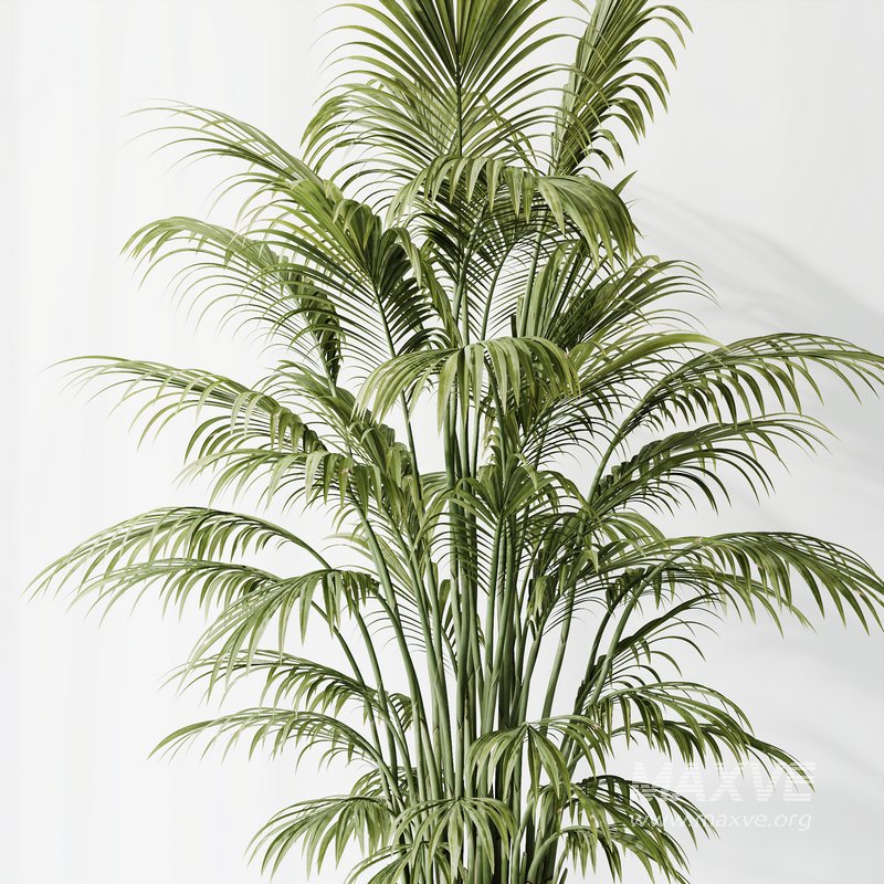 Indoor plants set 70 Majesty Cat Reed Palm and ParadiseBird - Image 5