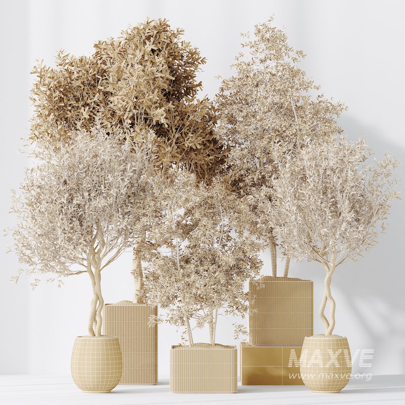 indoor plants set 93 Mission Kalamata Leccino Arbequina Wilsonii Chemlali Olive - Image 4