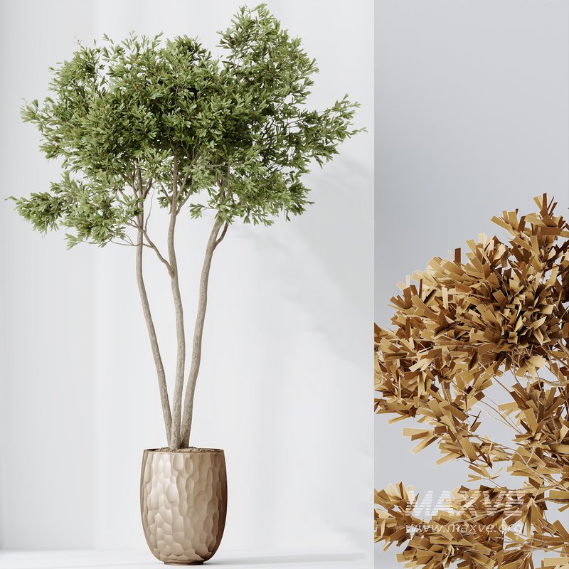 Indoor plants set 68 Wilsonii Chemlali Olive and Coconut Palm and Grandis Ruffled Fan Palm - Image 6