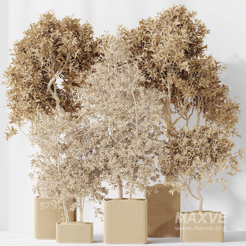 Indoor plants set 80 Mission Kalamata Leccino Arbequina Wilsonii Chemlali Olive - Image 6