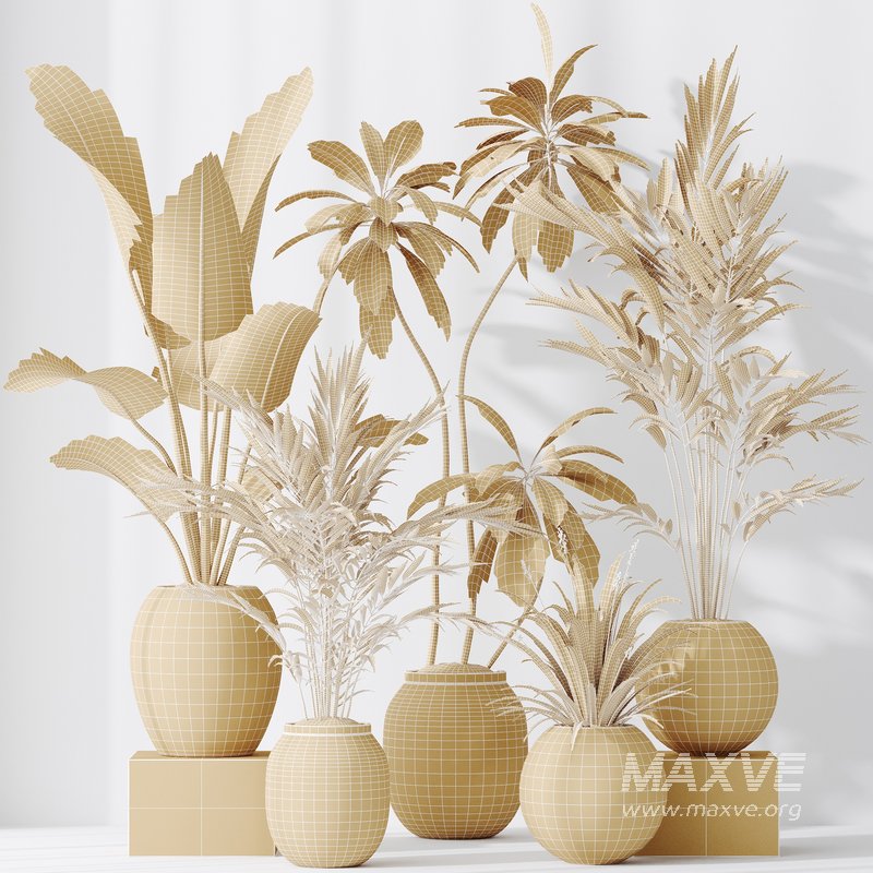 indoor plants set 96 Strelitzia Reginae Nicolai and Mountain Kentia Palm - Image 5