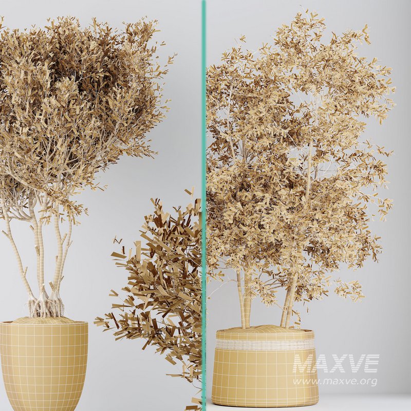 Indoor plants set 69 Mission Kalamata Leccino Arbequina Wilsonii Chemlali Olive - Image 7