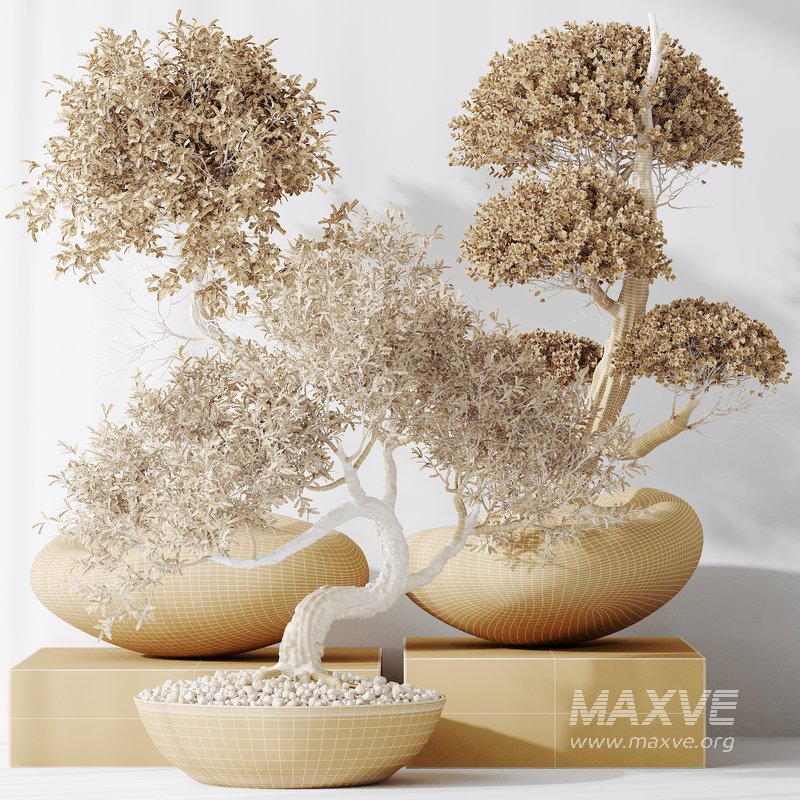 indoor plants set 94 Mission Kalamata Chemlali Olive and Ficus Retusa Microcarpa Bonsai Ginseng - Image 5