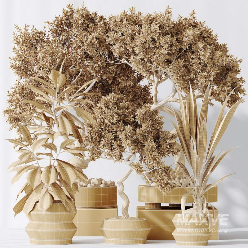 Indoor plants set 71 Wilsonii Chemlali Olive Bonsai Ginseng - Image 7