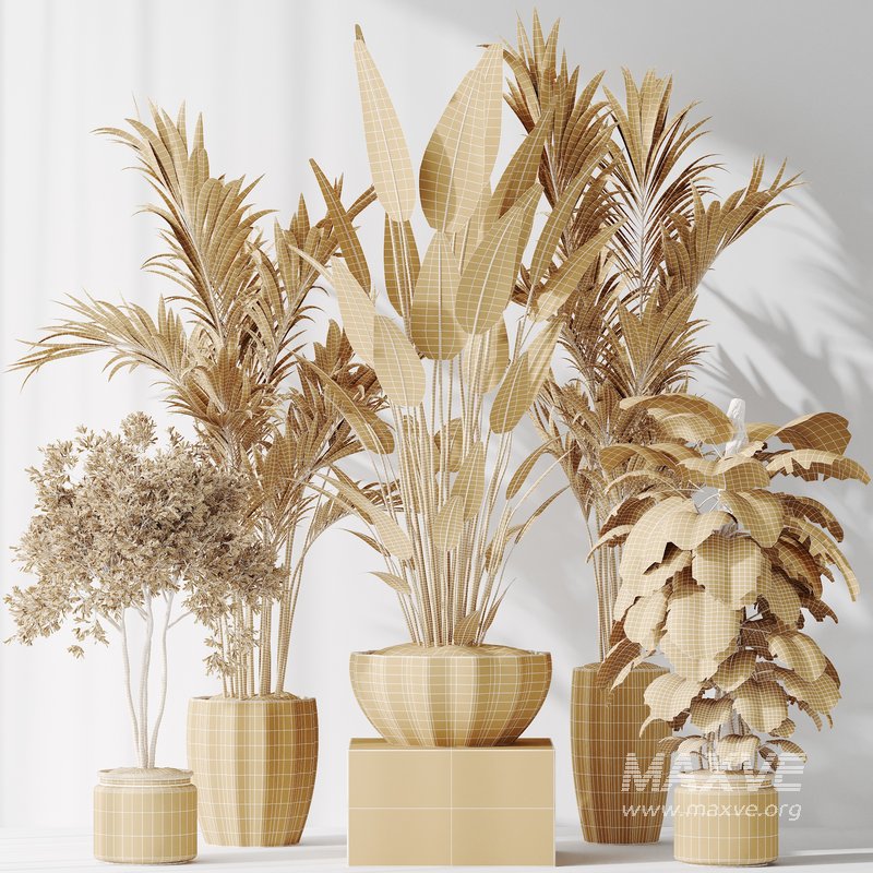 Indoor plants set 83 Areca Majesty Palm and ParadiseBird and Chemlali Olive and Elegant Monstera - Image 6