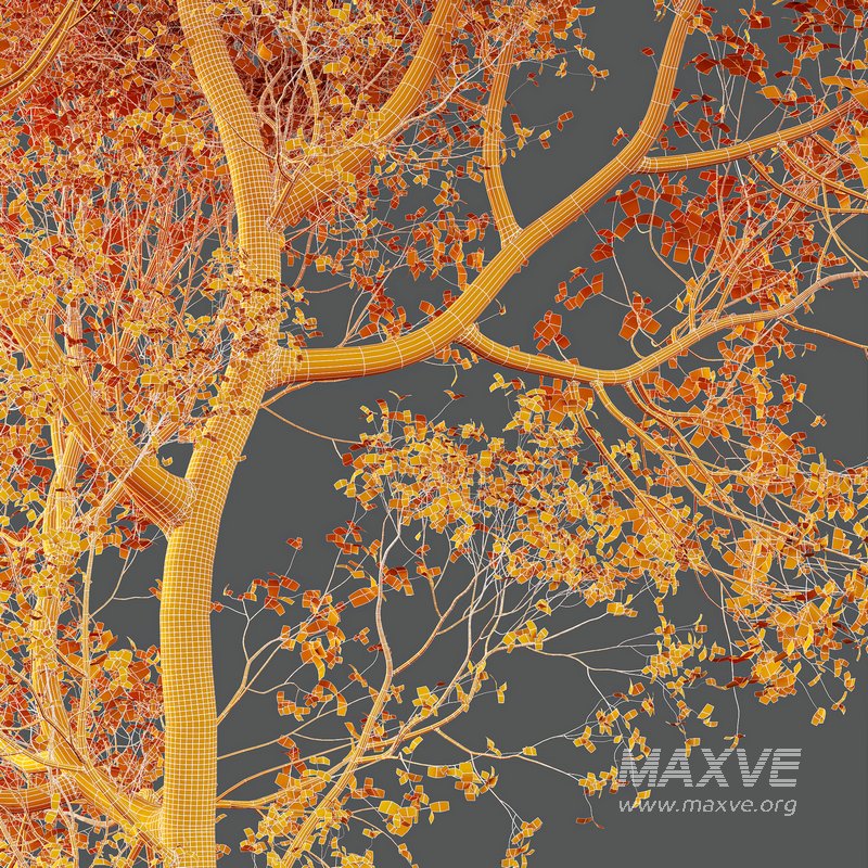 spring trees Shorea Robusta Sal - Image 6