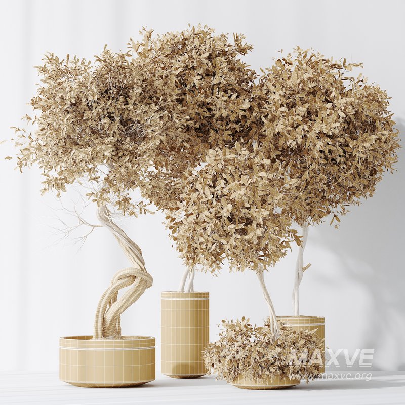 Indoor plants set 75 Ficus Retusa Microcarpa Bonsai Ginseng and Olive Artificial Olivo Olea Tree - Image 6