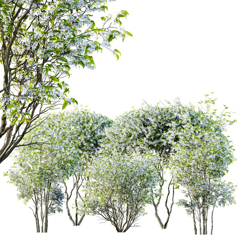 Amelanchier lamarckii Bush - Image 6