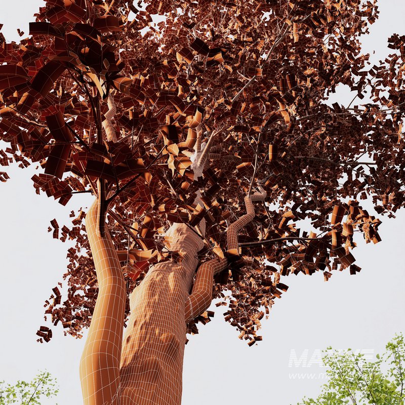 Alnus Glutinosa and Acer Saccharinum - Image 6