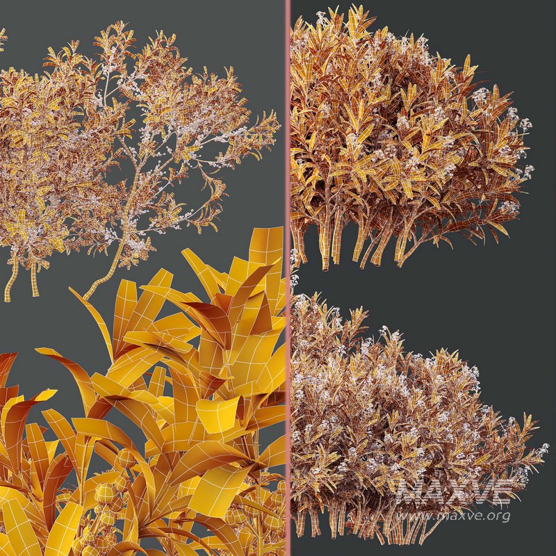 Nerium Kaner Rose Pink and Morella Bayberry Candleberry Northern Fruit - Image 6