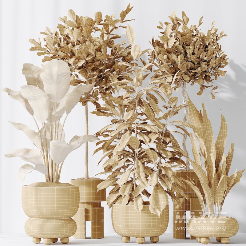 Indoor plants set 74 Ficus Microcarpa Indian Laurel and Ficus Cyathistipula African Fig and Aspidistra Elatior and ParadiseBird - Image 6