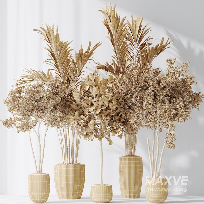 Indoor plants set 72 Majesty Cat Reed Palm Ficus Moclame Indian Laurel Kalamata Wilsonii Chemlali Olive - Image 6