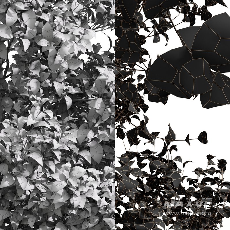 Acer Saccharinum and Buergerianum - Image 8