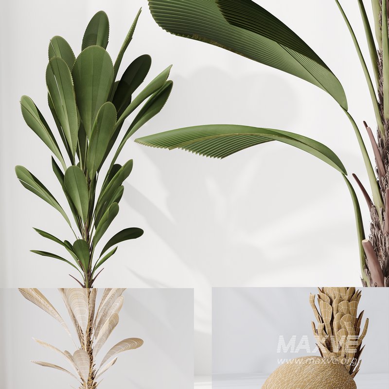 Indoor plants set 68 Wilsonii Chemlali Olive and Coconut Palm and Grandis Ruffled Fan Palm - Image 7