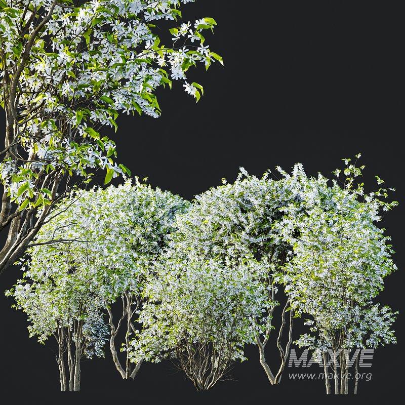 Amelanchier lamarckii Bush - Image 7