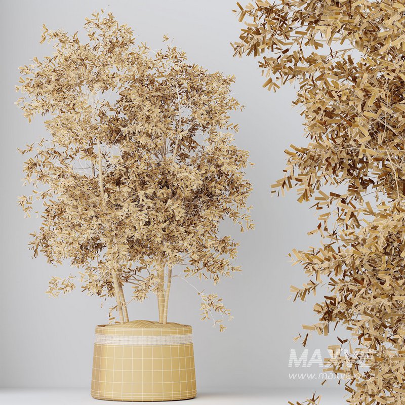 Indoor plants set 69 Mission Kalamata Leccino Arbequina Wilsonii Chemlali Olive - Image 8