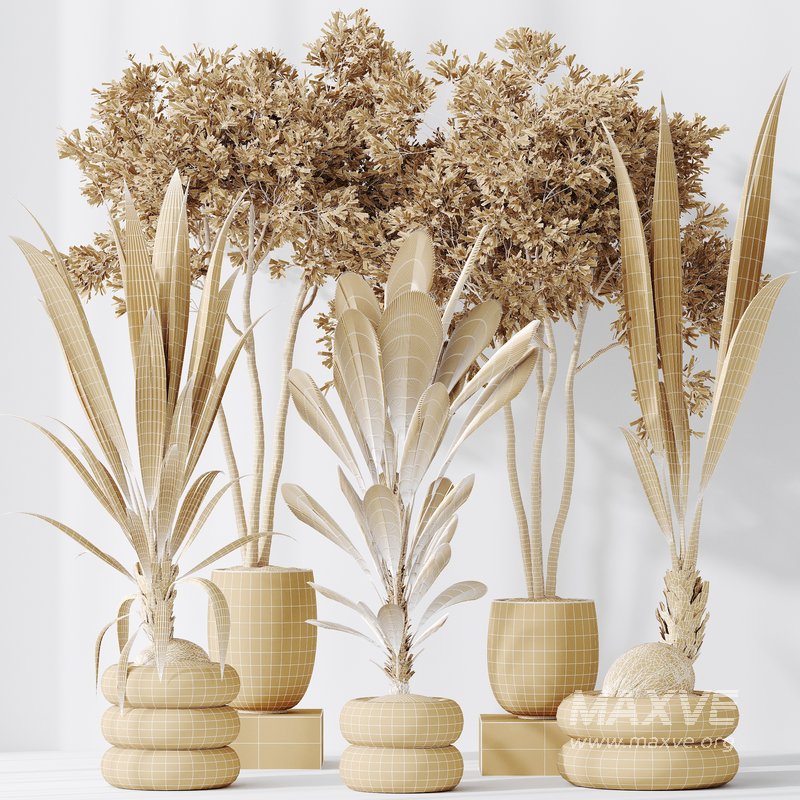 Indoor plants set 68 Wilsonii Chemlali Olive and Coconut Palm and Grandis Ruffled Fan Palm - Image 8