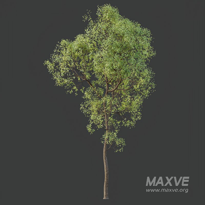 spring trees Shorea Robusta Sal - Image 7