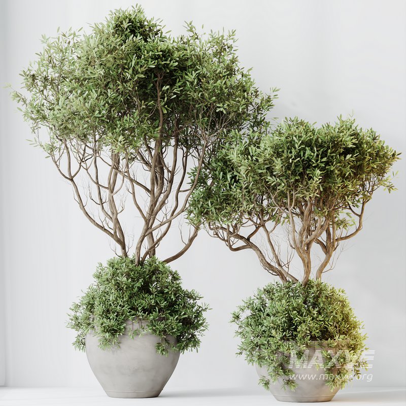 Indoor plants set 90 Mission Kalamata Leccino Arbequina Wilsonii Chemlali Olive - Image 4