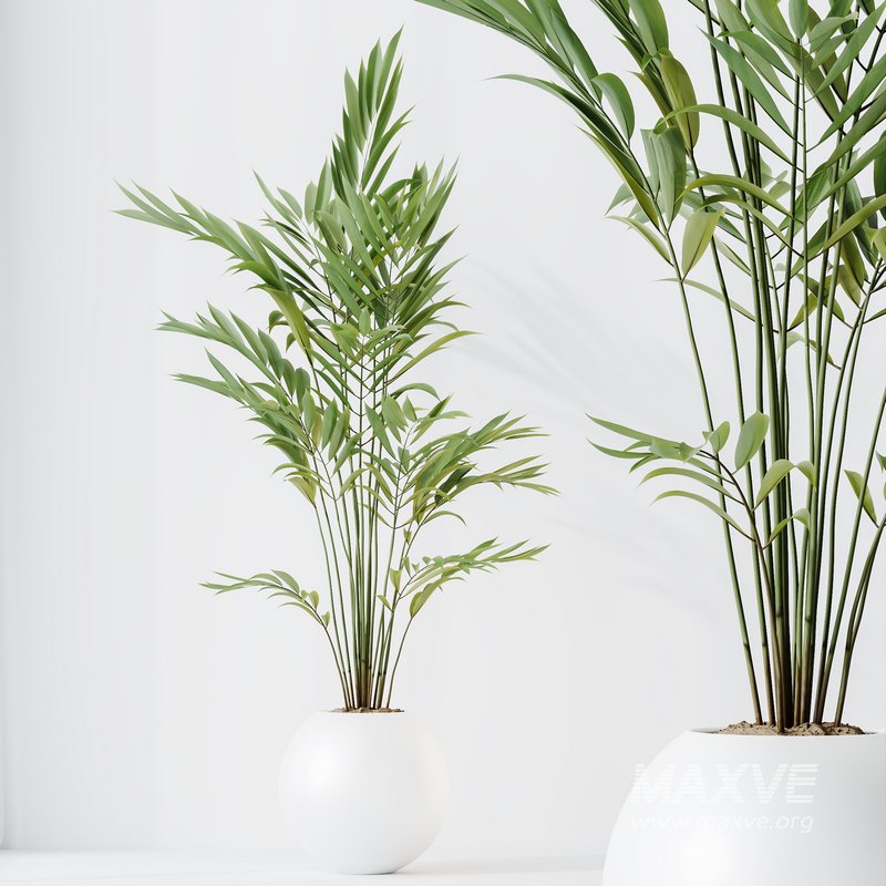 indoor plants set 96 Strelitzia Reginae Nicolai and Mountain Kentia Palm - Image 6