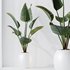 indoor plants set 96 Strelitzia Reginae Nicolai and Mountain Kentia Palm - Thumbnail 7