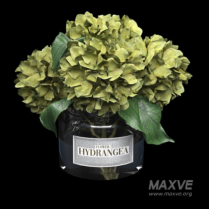 bouquet of hydrangea - Image 1