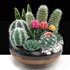 bowl of Cactus collection - Thumbnail 1