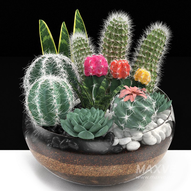 bowl of Cactus collection - Image 1